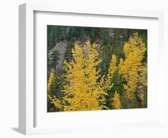 Oregon, Mount Hood NF. Fall colored black cottonwood and conifers in the Upper Hood River Valley.-John Barger-Framed Photographic Print