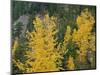 Oregon, Mount Hood NF. Fall colored black cottonwood and conifers in the Upper Hood River Valley.-John Barger-Mounted Photographic Print