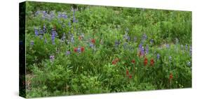 Oregon. Mount Hood NF, Mount Hood Wilderness, Paintbrush and lupine display summer bloom-John Barger-Stretched Canvas