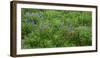 Oregon. Mount Hood NF, Mount Hood Wilderness, Paintbrush and lupine display summer bloom-John Barger-Framed Photographic Print