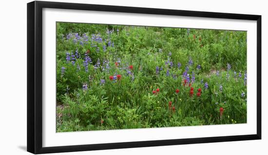 Oregon. Mount Hood NF, Mount Hood Wilderness, Paintbrush and lupine display summer bloom-John Barger-Framed Photographic Print