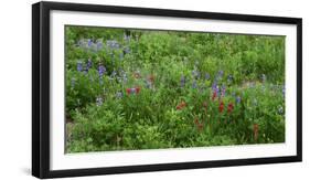 Oregon. Mount Hood NF, Mount Hood Wilderness, Paintbrush and lupine display summer bloom-John Barger-Framed Photographic Print