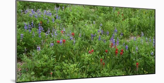 Oregon. Mount Hood NF, Mount Hood Wilderness, Paintbrush and lupine display summer bloom-John Barger-Mounted Photographic Print