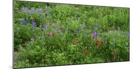 Oregon. Mount Hood NF, Mount Hood Wilderness, Paintbrush and lupine display summer bloom-John Barger-Mounted Photographic Print