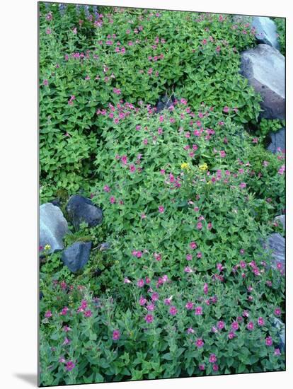 Oregon. Mount Hood NF, Mount Hood Wilderness, purple blossoms of Lewis monkeyflower-John Barger-Mounted Photographic Print