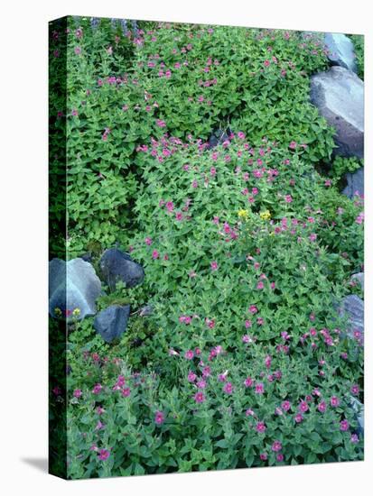 Oregon. Mount Hood NF, Mount Hood Wilderness, purple blossoms of Lewis monkeyflower-John Barger-Stretched Canvas