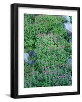 Oregon. Mount Hood NF, Mount Hood Wilderness, purple blossoms of Lewis monkeyflower-John Barger-Framed Photographic Print