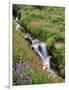 Oregon, Mt. Hood Wilderness. Wildflowers Along Elk Cove Creek-Steve Terrill-Framed Photographic Print