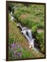 Oregon, Mt. Hood Wilderness. Wildflowers Along Elk Cove Creek-Steve Terrill-Framed Photographic Print