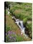 Oregon, Mt. Hood Wilderness. Wildflowers Along Elk Cove Creek-Steve Terrill-Stretched Canvas