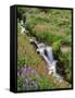 Oregon, Mt. Hood Wilderness. Wildflowers Along Elk Cove Creek-Steve Terrill-Framed Stretched Canvas