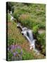 Oregon, Mt. Hood Wilderness. Wildflowers Along Elk Cove Creek-Steve Terrill-Stretched Canvas