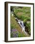 Oregon, Mt. Hood Wilderness. Wildflowers Along Elk Cove Creek-Steve Terrill-Framed Photographic Print