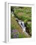 Oregon, Mt. Hood Wilderness. Wildflowers Along Elk Cove Creek-Steve Terrill-Framed Photographic Print