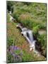 Oregon, Mt. Hood Wilderness. Wildflowers Along Elk Cove Creek-Steve Terrill-Mounted Photographic Print