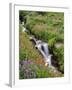 Oregon, Mt. Hood Wilderness. Wildflowers Along Elk Cove Creek-Steve Terrill-Framed Photographic Print