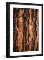Oregon Pine I-Erin Berzel-Framed Art Print