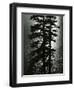 Oregon Pines, 1967-Brett Weston-Framed Photographic Print