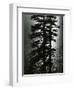 Oregon Pines, 1967-Brett Weston-Framed Photographic Print