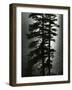 Oregon Pines, 1967-Brett Weston-Framed Photographic Print