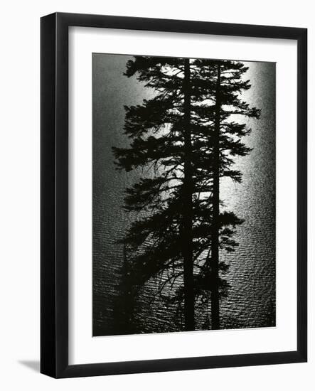 Oregon Pines, 1967-Brett Weston-Framed Photographic Print