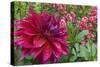 Oregon, Portland. Babylon Purple Dahlia and Pink Phlox with Droplets-Jaynes Gallery-Stretched Canvas