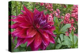 Oregon, Portland. Babylon Purple Dahlia and Pink Phlox with Droplets-Jaynes Gallery-Stretched Canvas