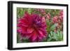 Oregon, Portland. Babylon Purple Dahlia and Pink Phlox with Droplets-Jaynes Gallery-Framed Photographic Print