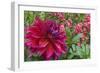 Oregon, Portland. Babylon Purple Dahlia and Pink Phlox with Droplets-Jaynes Gallery-Framed Photographic Print