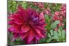 Oregon, Portland. Babylon Purple Dahlia and Pink Phlox with Droplets-Jaynes Gallery-Mounted Photographic Print