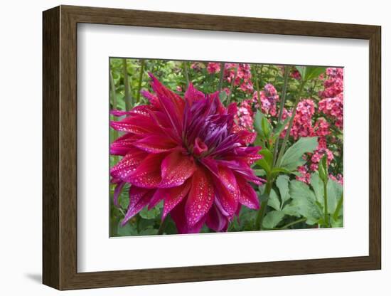 Oregon, Portland. Babylon Purple Dahlia and Pink Phlox with Droplets-Jaynes Gallery-Framed Photographic Print