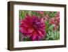 Oregon, Portland. Babylon Purple Dahlia and Pink Phlox with Droplets-Jaynes Gallery-Framed Photographic Print