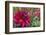 Oregon, Portland. Babylon Purple Dahlia and Pink Phlox with Droplets-Jaynes Gallery-Framed Photographic Print