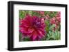 Oregon, Portland. Babylon Purple Dahlia and Pink Phlox with Droplets-Jaynes Gallery-Framed Photographic Print