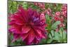 Oregon, Portland. Babylon Purple Dahlia and Pink Phlox with Droplets-Jaynes Gallery-Mounted Photographic Print