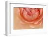 Oregon, Portland. Orange Rose Detail-Jaynes Gallery-Framed Photographic Print