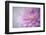 Oregon, Portland. Pink Dahlia Close-Up-Jaynes Gallery-Framed Photographic Print