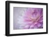 Oregon, Portland. Pink Dahlia Close-Up-Jaynes Gallery-Framed Photographic Print