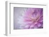 Oregon, Portland. Pink Dahlia Close-Up-Jaynes Gallery-Framed Photographic Print