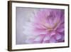 Oregon, Portland. Pink Dahlia Close-Up-Jaynes Gallery-Framed Photographic Print