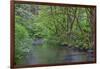 Oregon. Silver Falls State Park, spring flora, primarily maple and red alder-John Barger-Framed Photographic Print