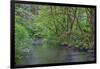 Oregon. Silver Falls State Park, spring flora, primarily maple and red alder-John Barger-Framed Photographic Print