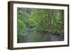 Oregon. Silver Falls State Park, spring flora, primarily maple and red alder-John Barger-Framed Photographic Print