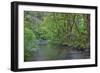 Oregon. Silver Falls State Park, spring flora, primarily maple and red alder-John Barger-Framed Photographic Print