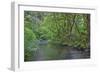 Oregon. Silver Falls State Park, spring flora, primarily maple and red alder-John Barger-Framed Photographic Print