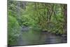 Oregon. Silver Falls State Park, spring flora, primarily maple and red alder-John Barger-Mounted Photographic Print