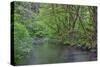 Oregon. Silver Falls State Park, spring flora, primarily maple and red alder-John Barger-Stretched Canvas