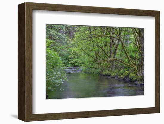 Oregon. Silver Falls State Park, spring flora, primarily maple and red alder-John Barger-Framed Photographic Print