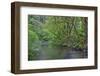 Oregon. Silver Falls State Park, spring flora, primarily maple and red alder-John Barger-Framed Photographic Print