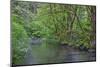 Oregon. Silver Falls State Park, spring flora, primarily maple and red alder-John Barger-Mounted Photographic Print